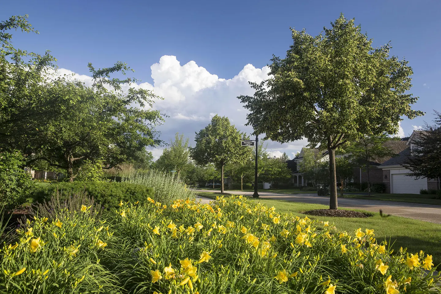 Mature trees and yellow daylily beds lining a manicured community street